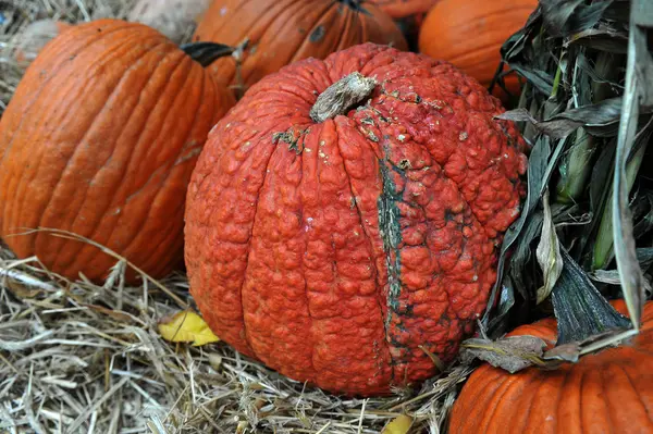 Abóboras sortidas em preparação para Halloween — Fotografia de Stock