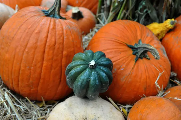 Abóboras sortidas em preparação para Halloween — Fotografia de Stock