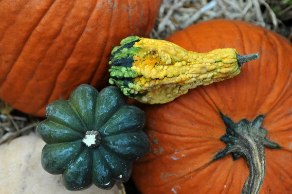 Zucche assortite in preparazione per Halloween — Foto Stock