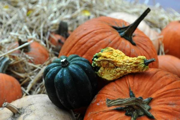 Abóboras sortidas em preparação para Halloween — Fotografia de Stock