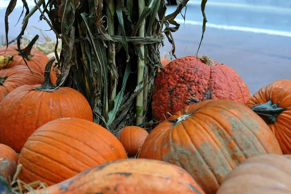 Assorted pumpkins in preparation for Halloween — Stock Photo, Image