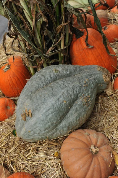 Assorted pumpkins in preparation for Halloween — Stock Photo, Image