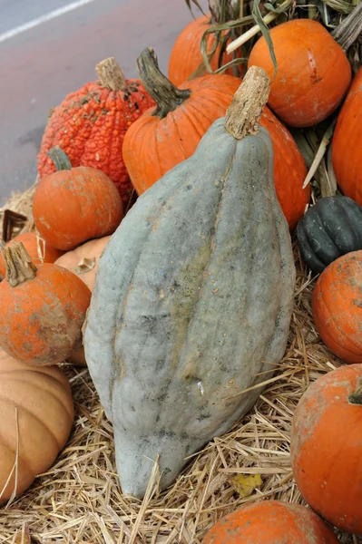 Rozmanité dýně v přípravě na halloween — Stock fotografie