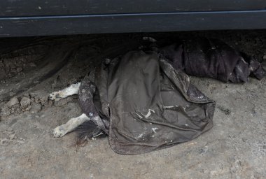 Brooklyn, ny - Kasım 01: seagate mahalle, ölü köpek kaplı ceketi, brooklyn, new york, ABD, kumlu kasırga etkisi nedeniyle Perşembe 01 Kasım 2012 tarihinde öldü..