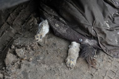 Brooklyn, ny - Kasım 01: seagate mahalle, ölü köpek kaplı ceketi, brooklyn, new york, ABD, kumlu kasırga etkisi nedeniyle Perşembe 01 Kasım 2012 tarihinde öldü..