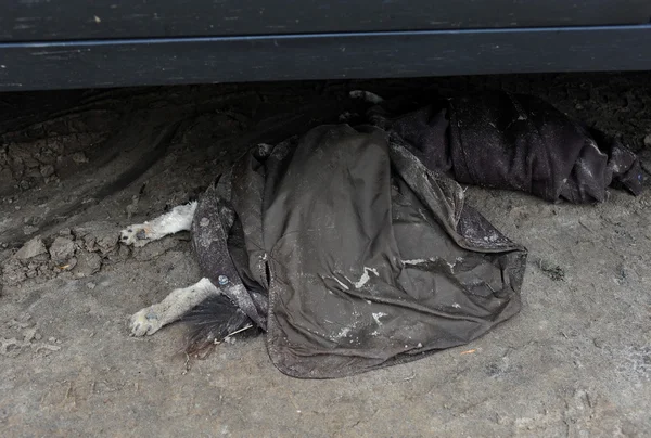 Бруклін, Нью-Йорк - 01 листопада: мертві собаки в seagate околиці покриті куртку, померла від наслідків від ураган Сенді в Брукліні, Нью-Йорк, США, на четвер, 1 листопада 2012. — стокове фото