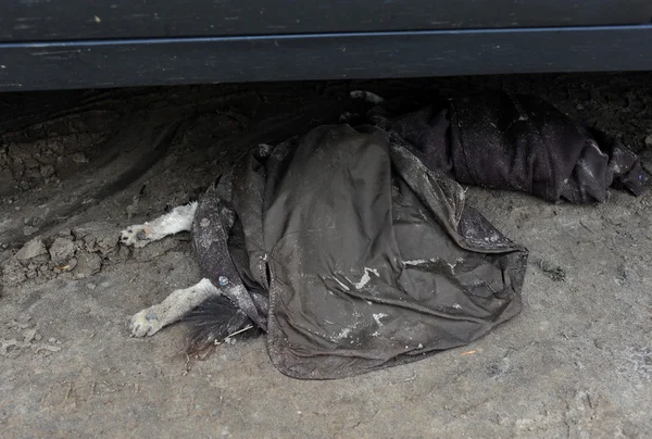 BROOKLYN, NY - NOVEMBER 01: Dead dog at Seagate neighborhood covered with jacket, died due to impact from Hurricane Sandy in Brooklyn, New York, U.S., on Thursday, November 01, 2012. — Stock Photo, Image