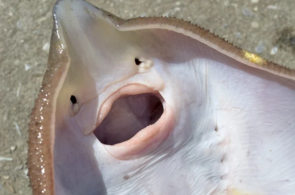 Stingray scate — Stockfoto