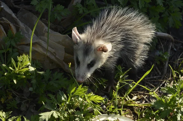 Frequentes Opossum (Didelphis marsupialis ) — Fotografia de Stock