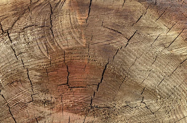 Tree wall texture — Stock Photo, Image
