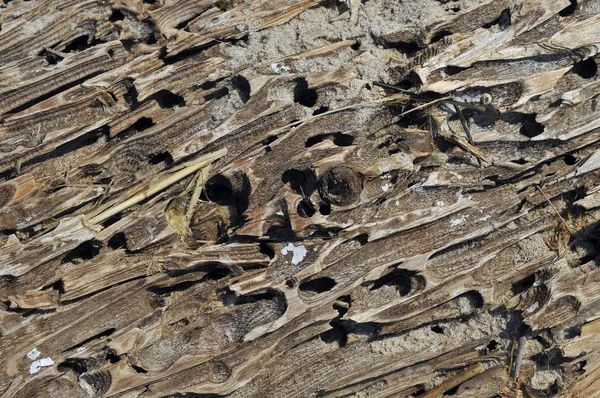 Ahşap closeup termit dokusuna zarar — Stok fotoğraf