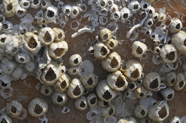 Conchas de caranguejos marinhos na superfície do barco — Fotografia de Stock