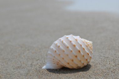 deniz kum ve deniz kabuğu