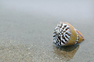 deniz kum ve deniz kabuğu