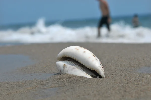 Seashell on the sand and ocean — Stock Photo, Image