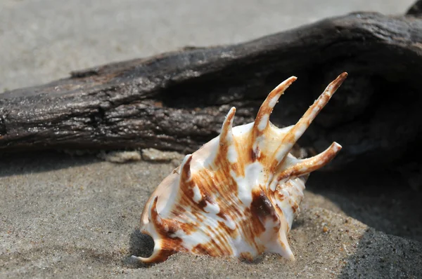 Concha marina en la arena y el océano — Foto de Stock