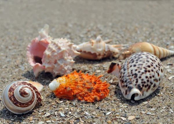 Seashell on the sand and ocean — Stock Photo, Image