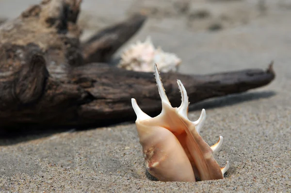 Muschel auf Sand und Ozean — Stockfoto