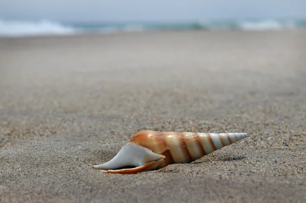 Muszla na piasku i ocean — Zdjęcie stockowe