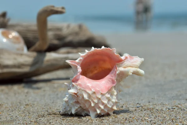 Seashell on the sand and ocean — Stock Photo, Image