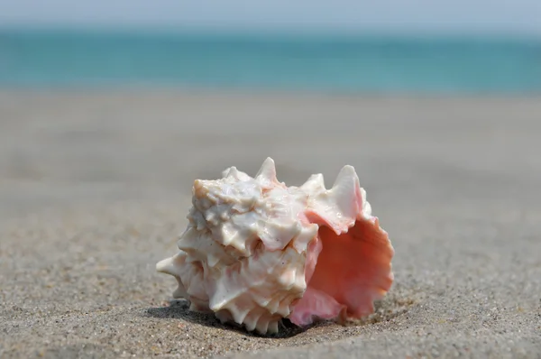 Seashell on the sand and ocean — Stock Photo, Image