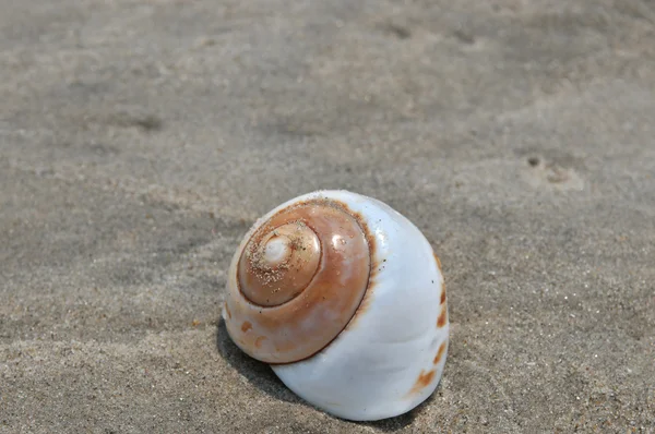 Seashell on the sand and ocean — Stock Photo, Image