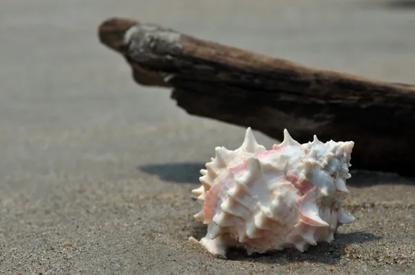 Seashell on the sand and ocean — Stock Photo, Image