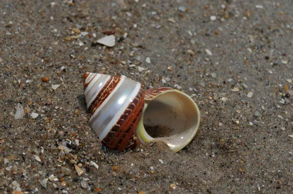 Seashell on the sand and ocean — Stock Photo, Image