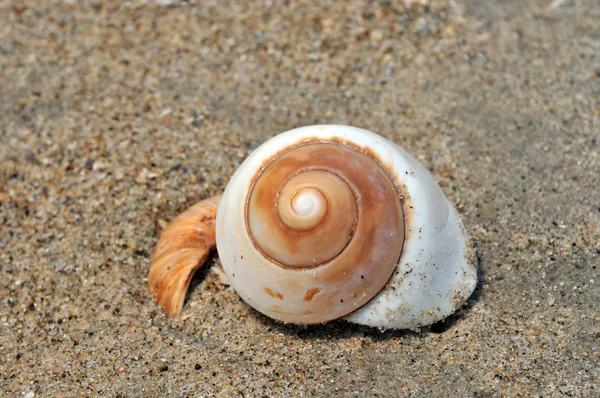 Concha na areia e no oceano — Fotografia de Stock