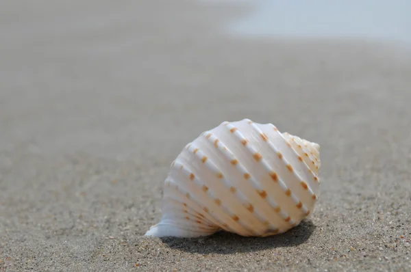 Muschel auf Sand und Ozean — Stockfoto