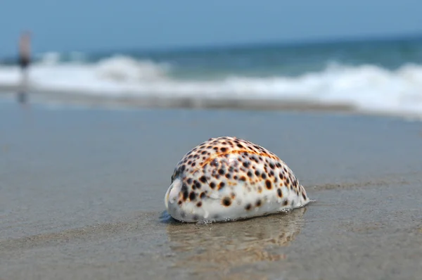 Muszla na piasku i ocean — Zdjęcie stockowe