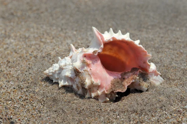 Seashell on the sand and ocean — Stock Photo, Image