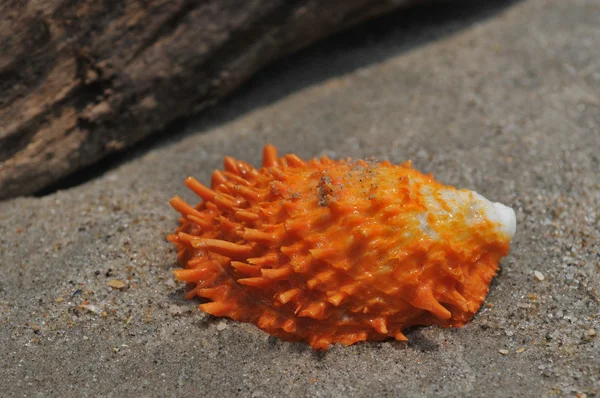 Seashell on the sand and ocean — Stock Photo, Image