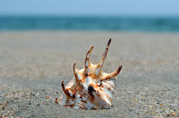 Seashell on the sand and ocean — Stock Photo, Image