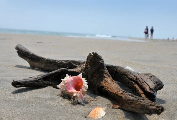 Concha marina en la arena y el océano —  Fotos de Stock