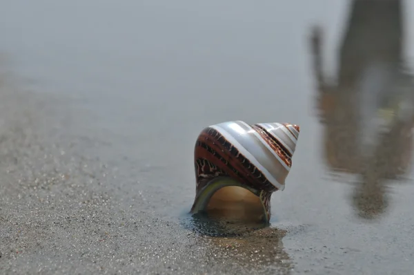 Concha marina en la arena y el océano —  Fotos de Stock