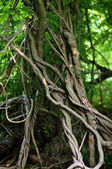kroucené kořeny tropických stromů v deštném pralese