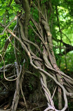 Twisted tropical tree roots in rain forest clipart