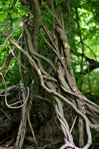 Twisted tropical tree roots in rain forest — Stock Photo, Image