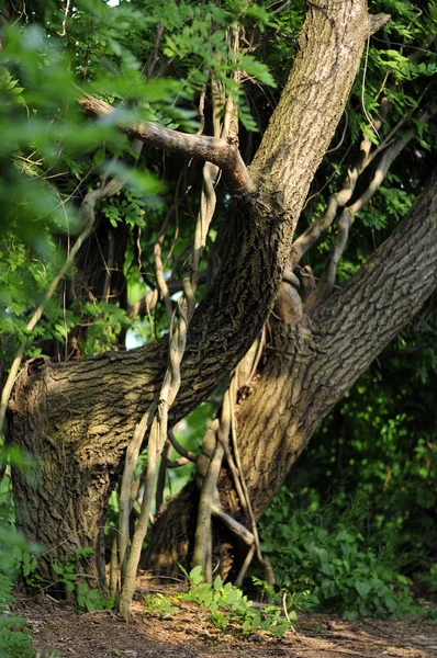 Verdrehte tropische Baumwurzeln im Regenwald — Stockfoto