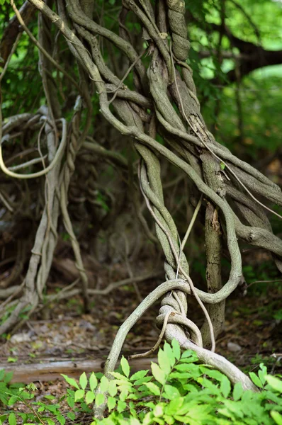 Скручені коріння тропічного дерева в дощовому лісі — стокове фото