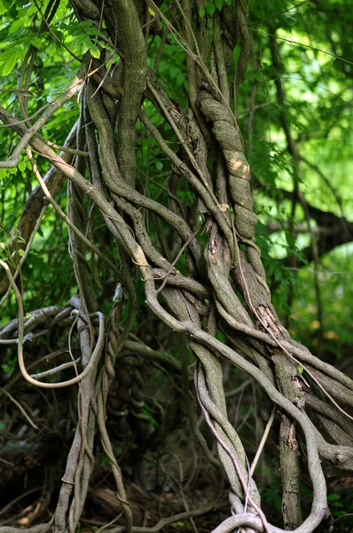 Racines d'arbres tropicaux tordues dans la forêt tropicale Image En Vente