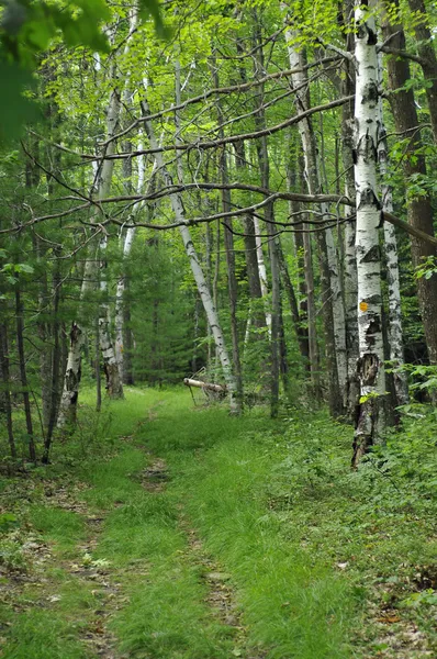 Pădurea însorită de mesteacăn — Fotografie, imagine de stoc