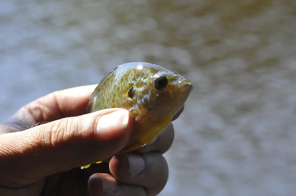 La captura de peces pequeños para cebo de la vida —  Fotos de Stock