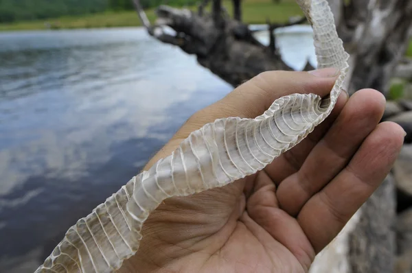 In the beginning of summer the snake changes old leather. — Stock Photo, Image