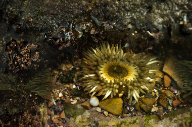 actinia, lithoral, passific Okyanusu, ca