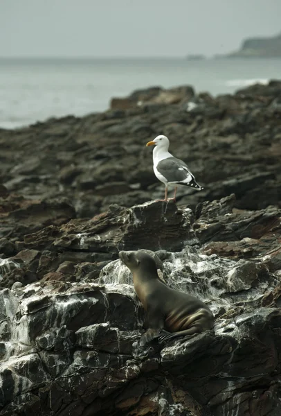 Seelöwe und Möwe ruhen auf einem Lavafeld auf Palos Verdes, ca. — Stockfoto