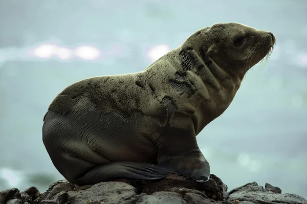 Zee leeuw op bllack lava veld op bij palos verdes, ca — Stockfoto