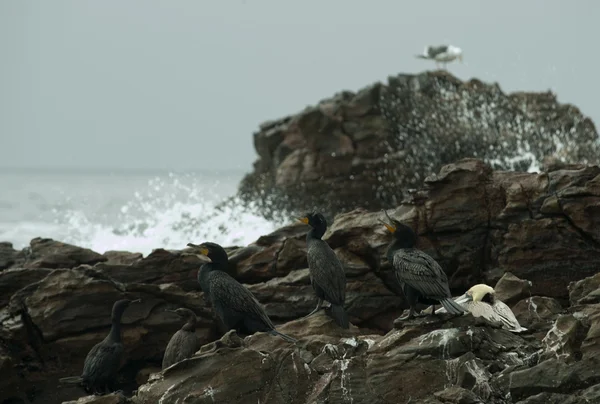 Cormoranes descansando sobre las rocas —  Fotos de Stock