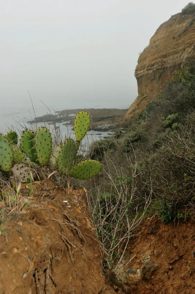 Foggy matin à la côte californienne avec des kaktuses — Photo